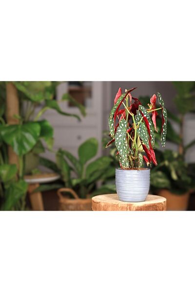 SYNETELLYA Begonya Macculata Çilli Begonya Çiçeği 30-40 cm