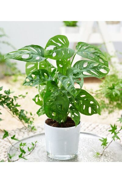 SYNETELLYA Monstera Monkey Mask - Monstera Adansonii - Sarmaşık Deve Tabanı B...