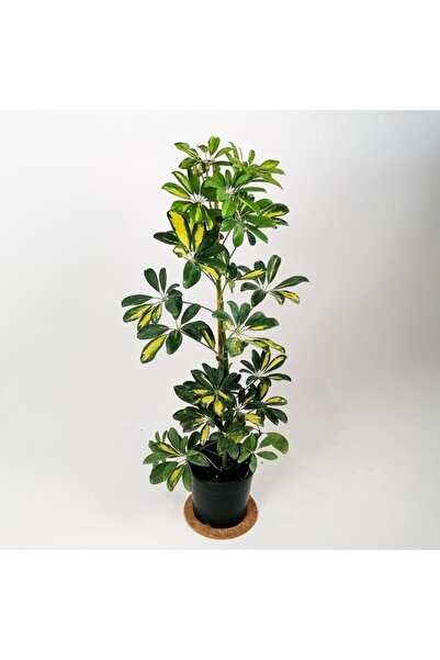SYNETELLYA Şeflera 5 Parmak Bitkisi Schefflera Çiçeği Tek Gövdeli 50-70 cm