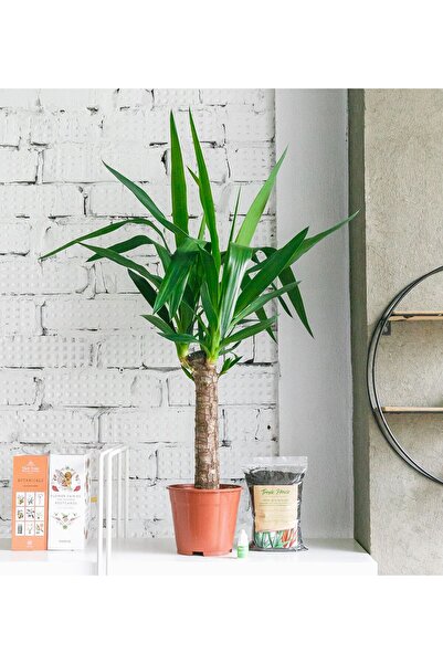 SYNETELLYA Tek Gövdeli Yucca Bitkisi Yuka Avize Çiçeği 40-50 cm