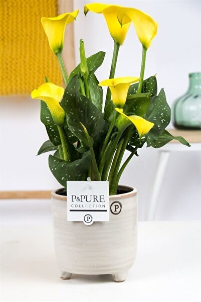 SYNETELLYA Sarı Gala Gelin Çiçeği Calla Lily Bitkisi 30-40 cm