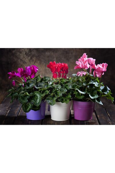 SYNETELLYA 3 Adet Sürpriz Renk Cyclamen Bitkisi Siklamen Çiçeği 30-40 cm Çiçekli