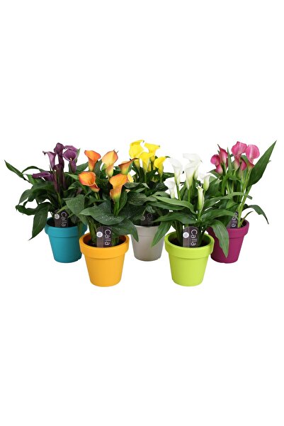 SYNETELLYA Sürpriz Renk 1 Adet Gala Gelin Çiçeği Calla Lily Bitkisi 30-40 cm