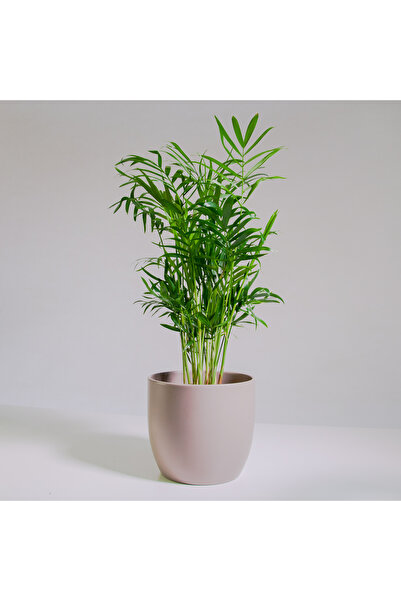 SYNETELLYA Şamadora Dağ Palmiyesi Chamaedorea Elegans 20-30 cm