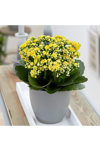 SYNETELLYA Sarı Kalanşo Çiçeği Kalanchoe Bitkisi Orta Boy