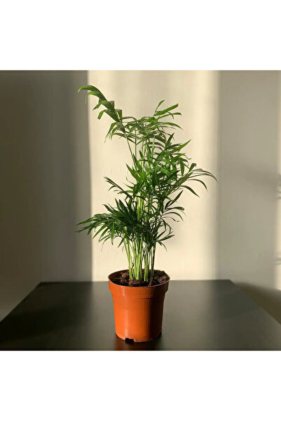 SYNETELLYA Şamadora Dağ Palmiyesi Chamaedorea Elegans 20-30 cm