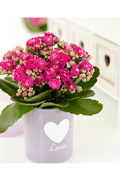 SYNETELLYA Pembe Kalanşo Çiçeği Kalanchoe Bitkisi Mini Boy