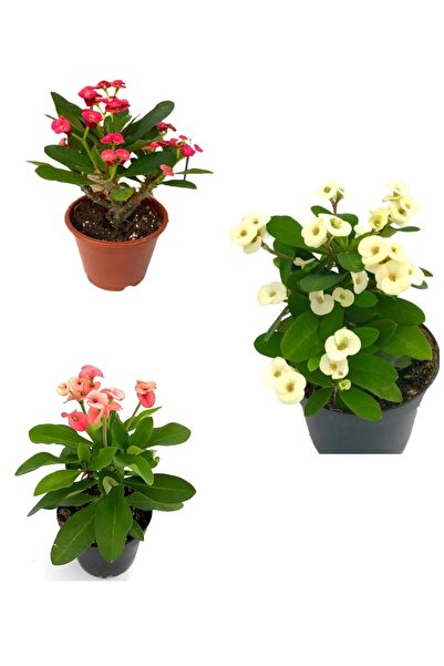 serada decor & plant Dikenler Tacı Milli Kırmızı-beyaz-pembe Renk 3 Adet Saks...