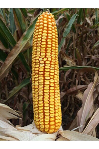 DEKALB Dkc6980 Geçci Danelik Mısır Tohumu