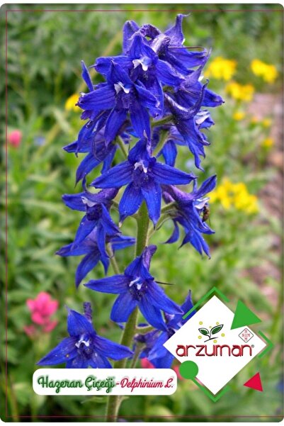 Arzuman Hazeran Çiçeği Tohumu (30 ADET) Saray Çiçeği