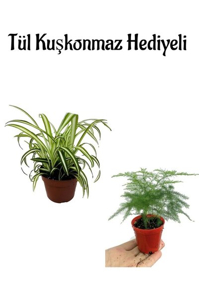 serada decor & plant Anneler Gününe Özel Hediyelik Kurdele Çiçeği Tül Kuşkonmaz Hediyeli