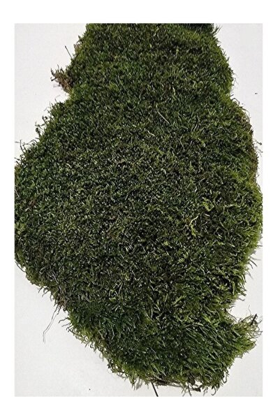 trendbahce Doğal Kaya ve AğaçYosunu, Teraryum Yosunu,KuruYosun 25x25 cm