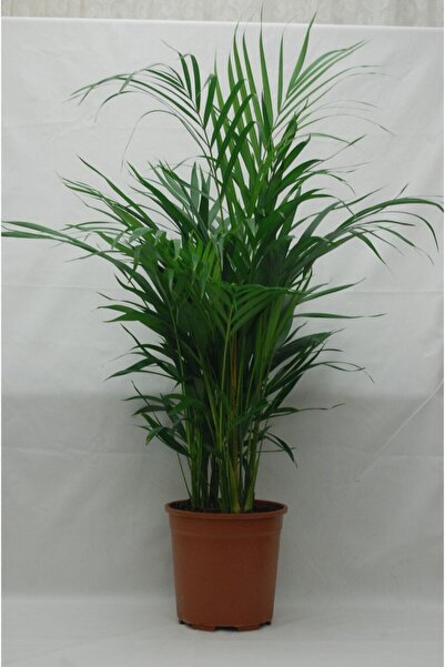 Areka Palmiyesi 40-60 Cm