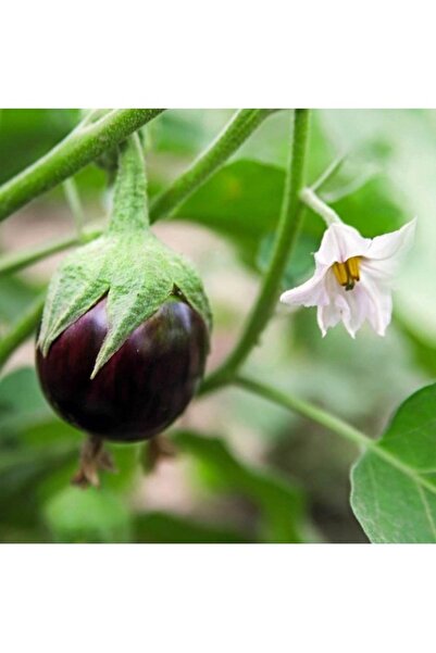 Köy Tohumları 30 Adet Tohum Süper Paket Topak Patlıcan Tohumu Adana Topak Pat...