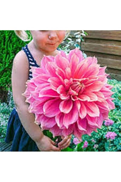 Köy Tohumları 15 Adet Yıldız Çiçeği Tohumu Karışık Dahlia Yıldız Çiçek Tohumu...