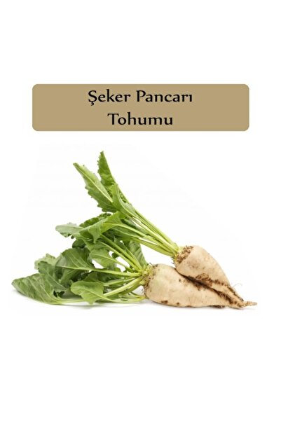Köy Tohumları 40 Adet Tohum Şeker Pancarı Tohumu Beyaz Şeker Pancarı Tohumu S...