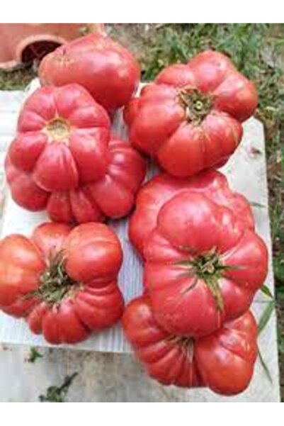 Köy Tohumları 100 Adet Tohum Organik Köy Kocabaş Oturak Domatesi Domates Tohumu