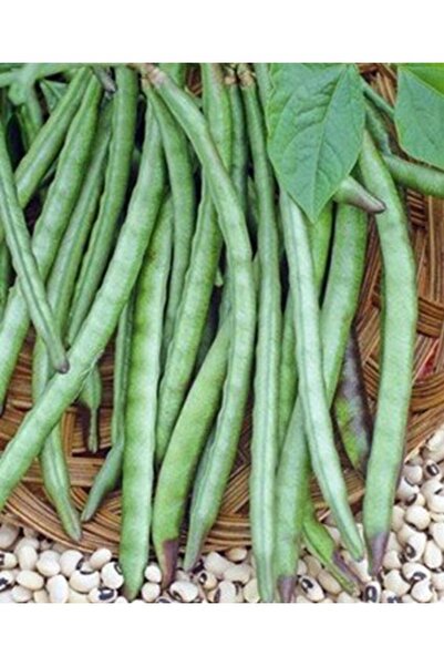 Köy Tohumları 200 Adet Tohum Nadir Beyaz Oturak Beyaz Börülce Tohumu Hediyelidir