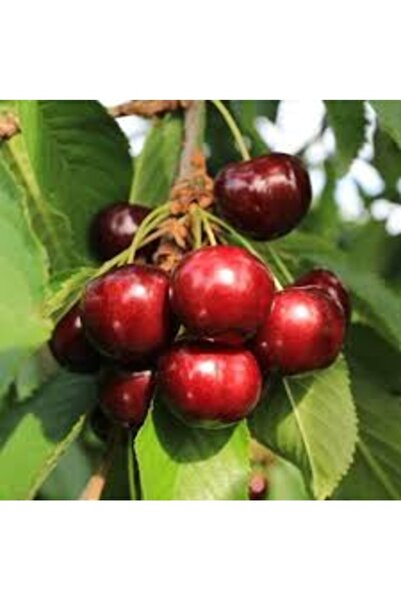 Köy Tohumları 10 Adet Tohum Organik Bahçe Yabani Tatlı Kiraz Ağacı Ağaç Tohum...