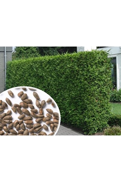 Köy Tohumları 100 Adet Tohum Organik Bahçe Villa Kurtbağrı Sarmaşık Tohumu Ba...