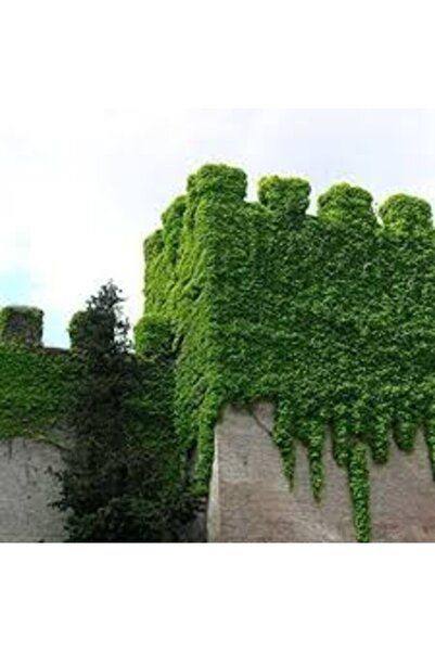 Köy Tohumları 20 Adet Tohum Nadir Yeşil Orman Sarmaşık Tohumu Duvar Sarmaşığı...