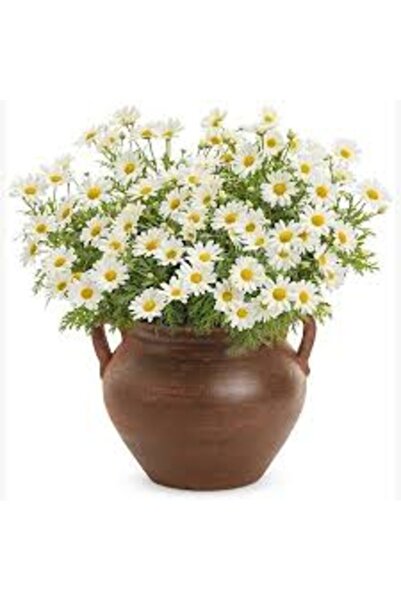 Köy Tohumları 50 Adet Tohum Nadir Yayılıcı Kır Papatya Mezarlık Kabir Çiçeği ...