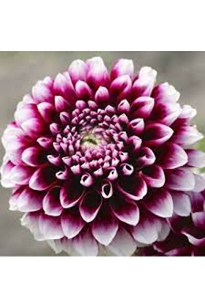 Köy Tohumları 20 Adet Tohum Nadir Mor Dehlia Yıldız Çiçeği Tohum Mezarlık Kab...