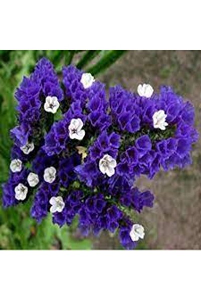 Köy Tohumları 50 Adet Tohum Nadir Deniz Lavantası Çiçeği Mezar Kabir Çiçeği S...