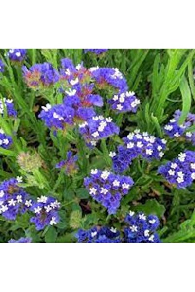 Köy Tohumları 20 Adet Tohum Mavi Deniz Lavanta Çiçeği Mezarlık Kabir Çiçeği T...