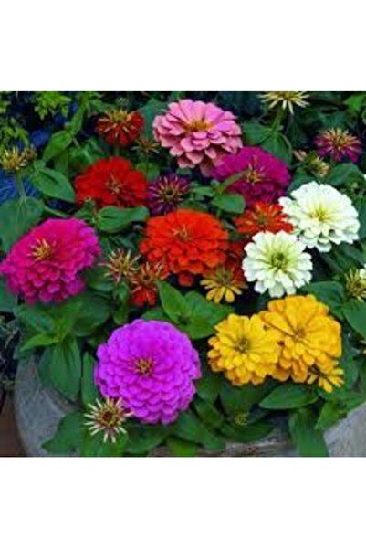 Köy Tohumları 20 Adet Tohum Nadir Karışık Yıldız Çiçeği Tohumu Kabir Mezarlık...