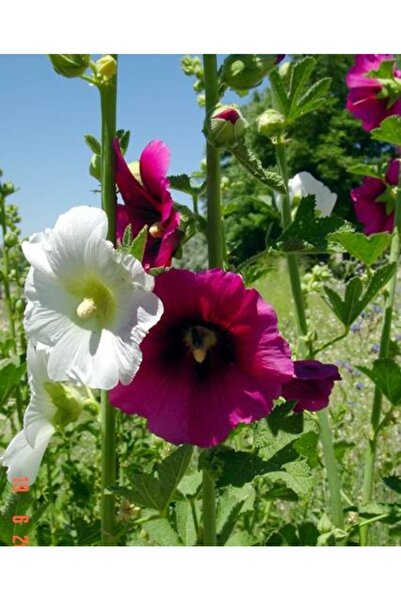 Köy Tohumları 100 Adet Tohum Karışık Hatmi Hatim Çiçeği Saksı Toprak Hediyeli Tohumlar