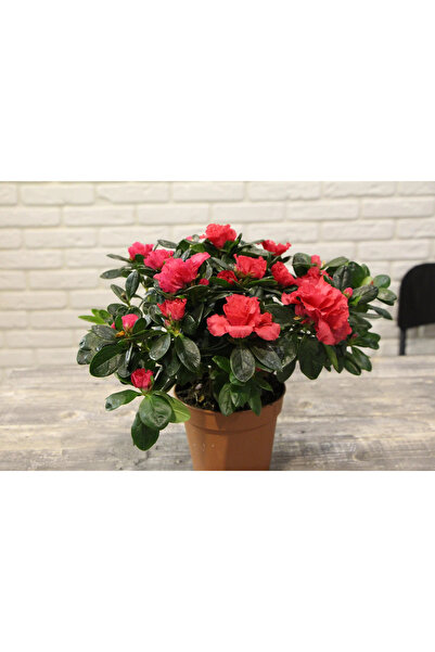 SYNETELLYA Kırmızı Açelya Bitkisi Azalea 30-40 cm