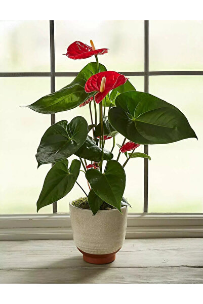 SYNETELLYA Anthurium Çiçeği 40-50 cm Antoryum Bitkisi