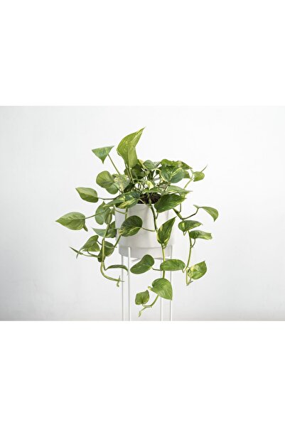 SYNETELLYA Askılı Saksıda Patos Çiçeği Golden Pothos - Epipremnum Aureum Bitkisi