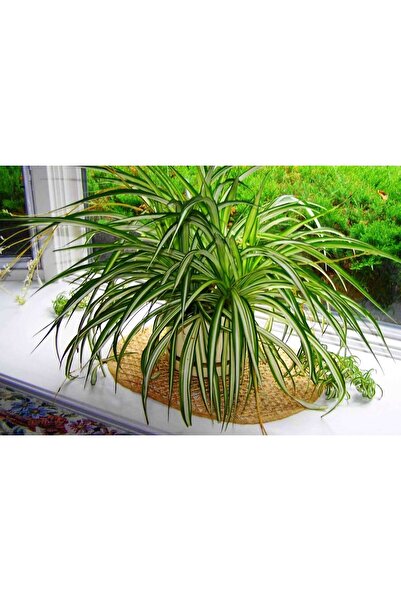 SYNETELLYA Askılı Saksıda Kurdele Çiçeği Chlorophytum Comosum Bitkisi