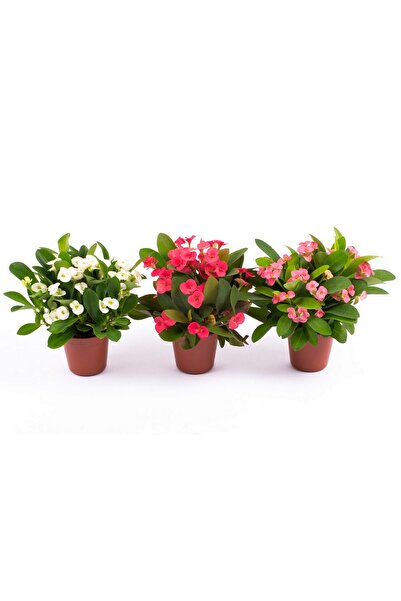 SYNETELLYA 3 Adet Farklı Renklerde Dikenler Tacı Çiçeği Euphorbia Milii 20-30 cm