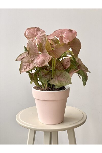 SYNETELLYA Pink Syngonium - Pembe Okbaşı Sarmaşığı 20-30 cm