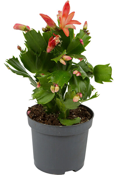 SYNETELLYA Kırmızı Yılbaşı Çiçeği Schlumbergera