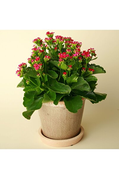 SYNETELLYA Pembe Kalanşo Çiçeği Kalanchoe Bitkisi Orta Boy