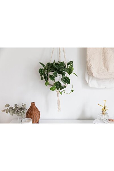 SYNETELLYA Scindapsus Pictus Pothos Salon Sarmaşığı