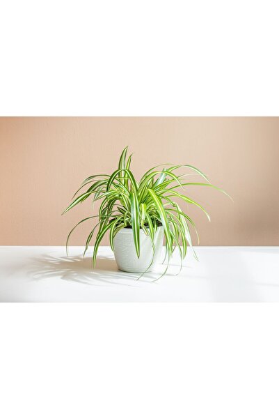 SYNETELLYA Mini Boy Kurdele Çiçeği Chlorophytum Comosum Bitkisi 5,5 cm saksıda