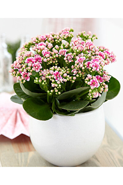 SYNETELLYA Açık Pembe Kalanşo Çiçeği Kalanchoe Bitkisi Orta Boy