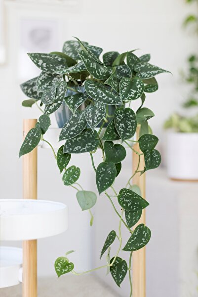 SYNETELLYA Scindapsus Pictus Pothos Salon Sarmaşığı