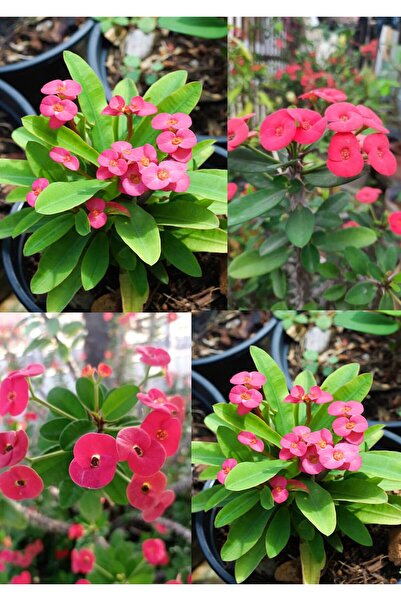 serada decor & plant Videolu 3 Adet Pembe Renk Dikenler Tacı Çiçeği 10-20 cm ...
