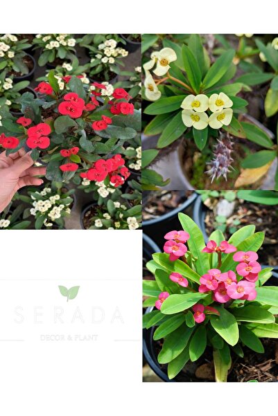 serada decor & plant Videolu 3'lü(SARI KIRMIZI PEMBE) Dikenler Tacı 10-15 Cm ...