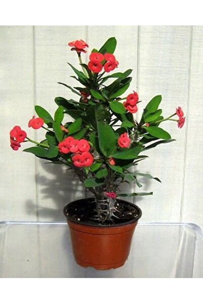 Bitkim Sende Videolu Kırmızı 1 Adet Milli Dikenler Tacı Çiçeği 15-30cm Saksıl...