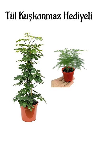 serada decor & plant Sevgililer Gününe Özel Parlak Yapraklı Yeşil Şeflera Bit...