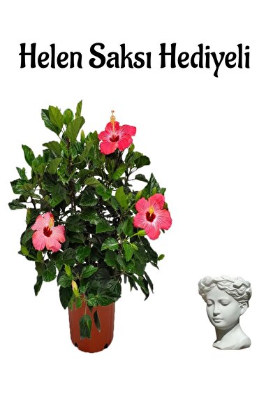 Bitkim Sende Kadınlar Gününe Özel Kırmızı Japon Gülü(HİBİSCUS ROSA) Helen Sak...