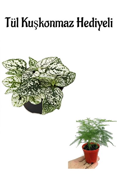 serada decor & plant Zarif Yapraklı Beyaz Hostes Çiçeği Anneler Gününe Özel T...