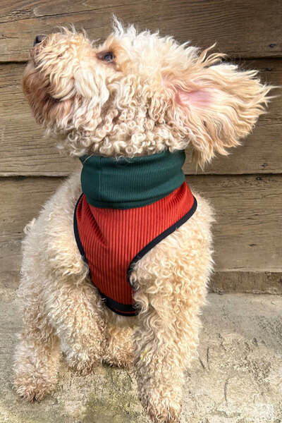 Globodepo Kadife Triko Boğazlı Köpek Göğüs Gövde Tasması